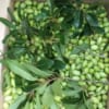 Sản Phẩm Đông Lạnh